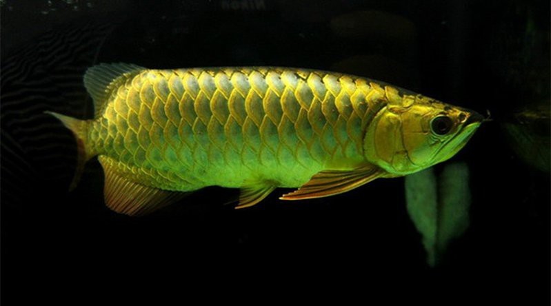龍魚爛鰭需要手術嗎？【養魚老道，龍魚斷尾、斷鰭怎么辦】