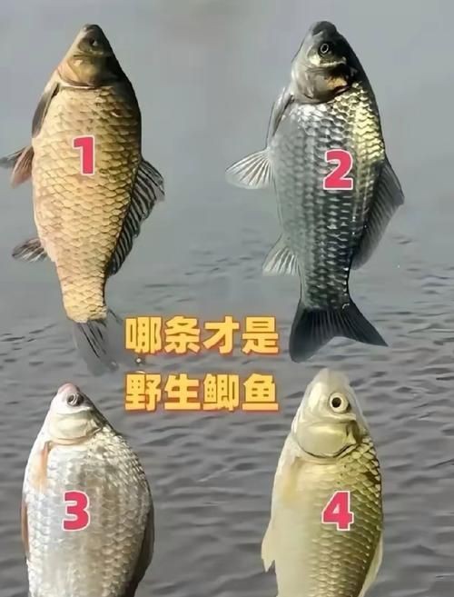 鯉鯽和鯽魚區別圖片【鯉鯽（工程鯽/湘云鯽）與普通鯽魚的區別】 鯉鯽和鯽魚區別圖片【鯉鯽（工程鯽/湘云鯽）與普通鯽魚的區別】 龍魚百科 第4張