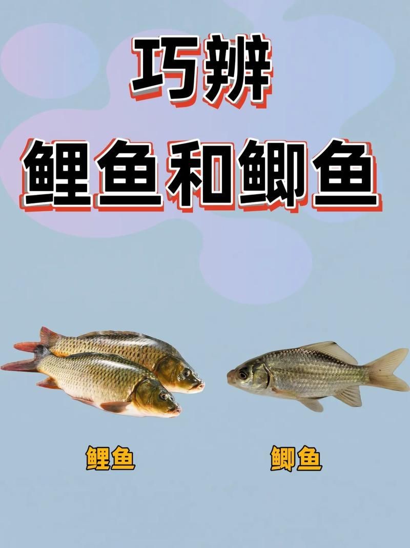 鯉鯽和鯽魚區別圖片【鯉鯽（工程鯽/湘云鯽）與普通鯽魚的區別】 鯉鯽和鯽魚區別圖片【鯉鯽（工程鯽/湘云鯽）與普通鯽魚的區別】 龍魚百科 第2張