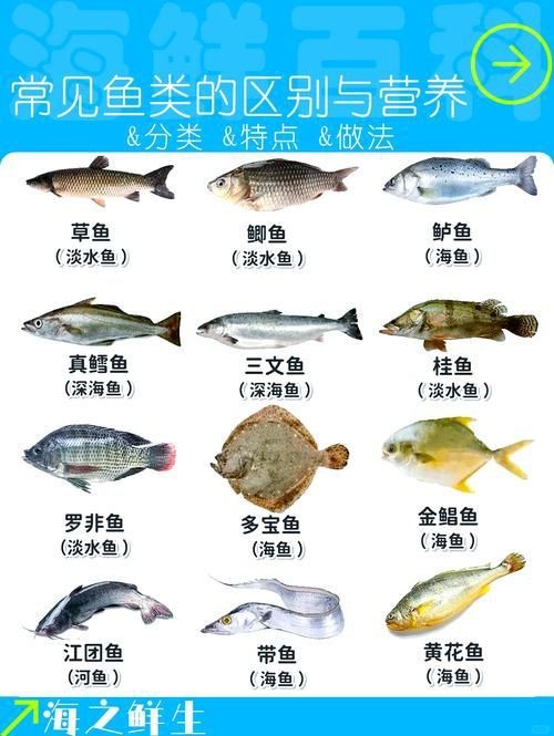 鯉鯽和鯽魚區別圖片【鯉鯽（工程鯽/湘云鯽）與普通鯽魚的區別】 鯉鯽和鯽魚區別圖片【鯉鯽（工程鯽/湘云鯽）與普通鯽魚的區別】 龍魚百科 第7張