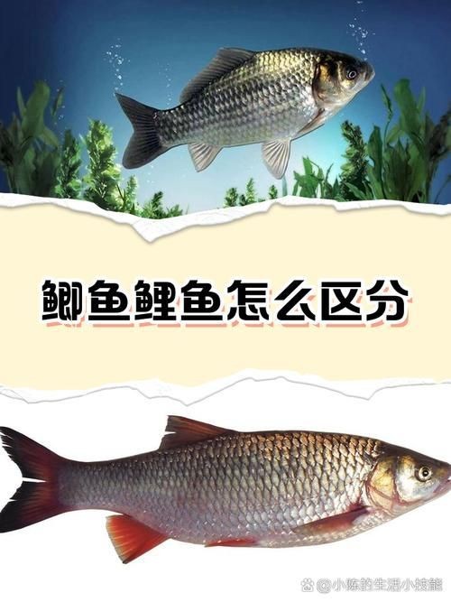 鯉鯽和鯽魚區別圖片【鯉鯽（工程鯽/湘云鯽）與普通鯽魚的區別】 鯉鯽和鯽魚區別圖片【鯉鯽（工程鯽/湘云鯽）與普通鯽魚的區別】 龍魚百科 第5張