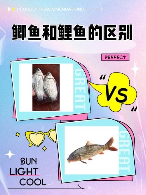 鯉鯽和鯽魚區別圖片【鯉鯽（工程鯽/湘云鯽）與普通鯽魚的區別】 鯉鯽和鯽魚區別圖片【鯉鯽（工程鯽/湘云鯽）與普通鯽魚的區別】 龍魚百科 第13張