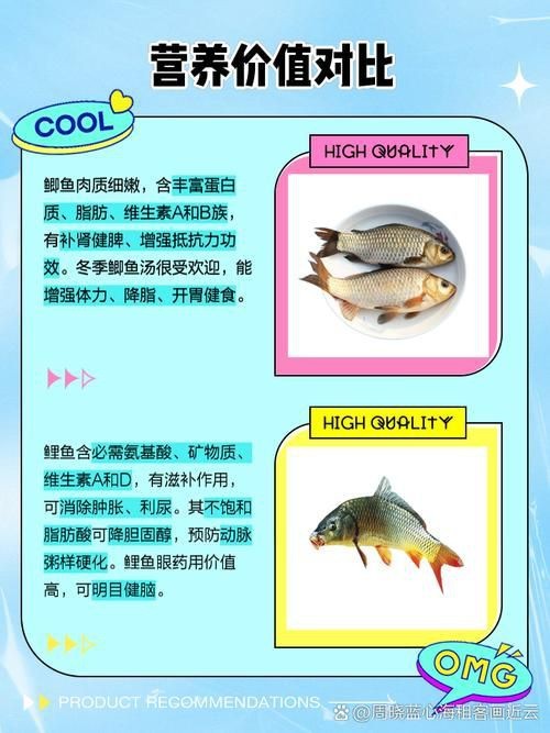 鯉鯽和鯽魚區別圖片【鯉鯽（工程鯽/湘云鯽）與普通鯽魚的區別】 鯉鯽和鯽魚區別圖片【鯉鯽（工程鯽/湘云鯽）與普通鯽魚的區別】 龍魚百科 第14張