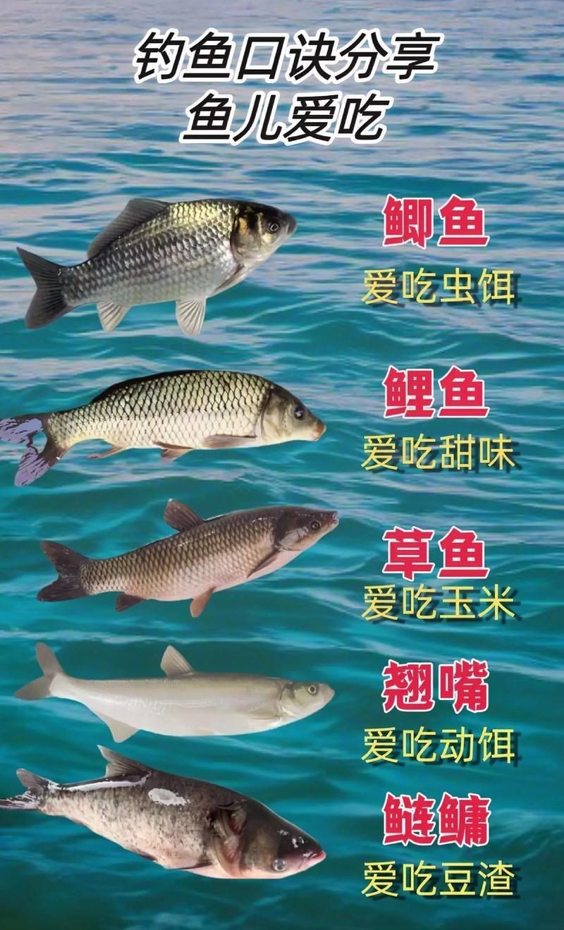 鯉鯽和鯽魚區別圖片【鯉鯽（工程鯽/湘云鯽）與普通鯽魚的區別】 鯉鯽和鯽魚區別圖片【鯉鯽（工程鯽/湘云鯽）與普通鯽魚的區別】 龍魚百科 第11張