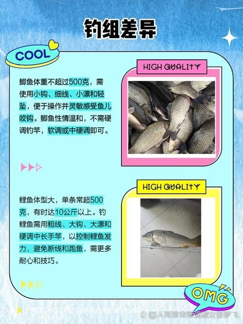 鯉鯽和鯽魚區別圖片【鯉鯽（工程鯽/湘云鯽）與普通鯽魚的區別】 鯉鯽和鯽魚區別圖片【鯉鯽（工程鯽/湘云鯽）與普通鯽魚的區別】 龍魚百科 第18張