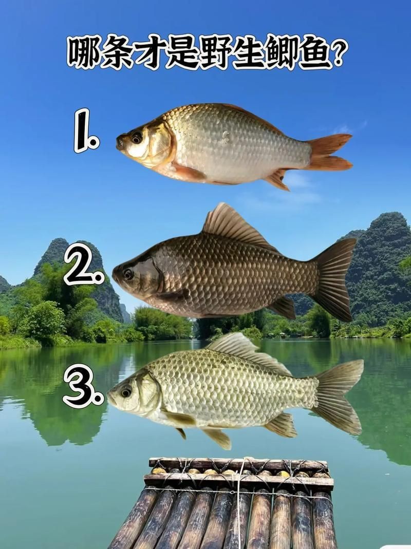 鯉鯽和鯽魚區別圖片【鯉鯽（工程鯽/湘云鯽）與普通鯽魚的區別】 鯉鯽和鯽魚區別圖片【鯉鯽（工程鯽/湘云鯽）與普通鯽魚的區別】 龍魚百科 第17張
