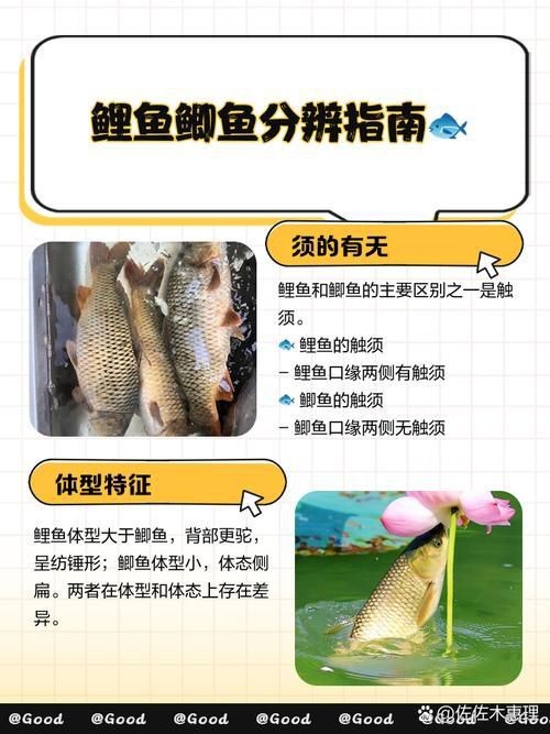 鯉鯽和鯽魚區別圖片【鯉鯽（工程鯽/湘云鯽）與普通鯽魚的區別】 鯉鯽和鯽魚區別圖片【鯉鯽（工程鯽/湘云鯽）與普通鯽魚的區別】 龍魚百科 第15張
