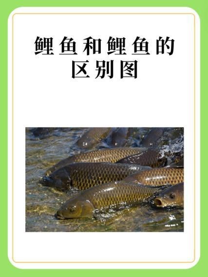 鯉鯽和鯽魚區別圖片【鯉鯽（工程鯽/湘云鯽）與普通鯽魚的區別】 鯉鯽和鯽魚區別圖片【鯉鯽（工程鯽/湘云鯽）與普通鯽魚的區別】 龍魚百科 第25張