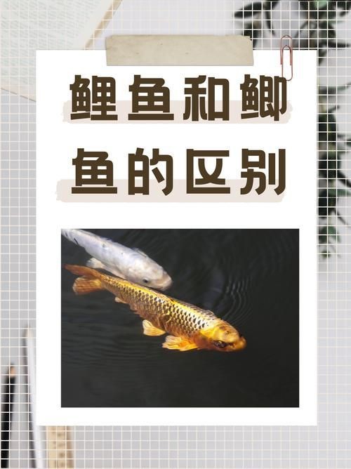 鯉鯽和鯽魚區別圖片【鯉鯽（工程鯽/湘云鯽）與普通鯽魚的區別】 鯉鯽和鯽魚區別圖片【鯉鯽（工程鯽/湘云鯽）與普通鯽魚的區別】 龍魚百科 第22張
