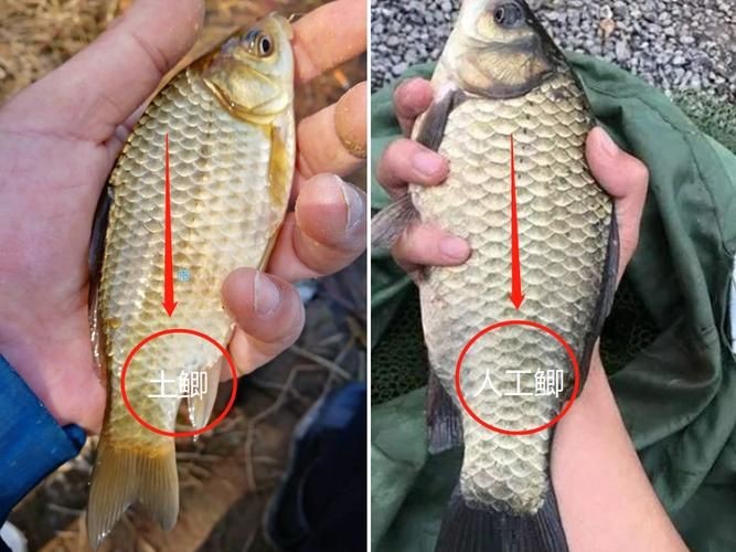 鯉鯽和鯽魚區別圖片【鯉鯽（工程鯽/湘云鯽）與普通鯽魚的區別】 鯉鯽和鯽魚區別圖片【鯉鯽（工程鯽/湘云鯽）與普通鯽魚的區別】 龍魚百科 第26張