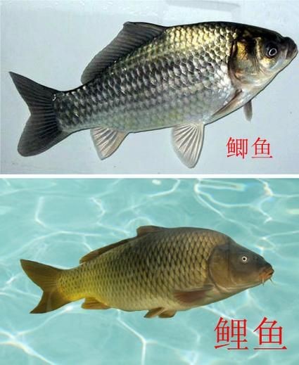 鯉鯽和鯽魚區別圖片【鯉鯽（工程鯽/湘云鯽）與普通鯽魚的區別】 鯉鯽和鯽魚區別圖片【鯉鯽（工程鯽/湘云鯽）與普通鯽魚的區別】 龍魚百科 第24張
