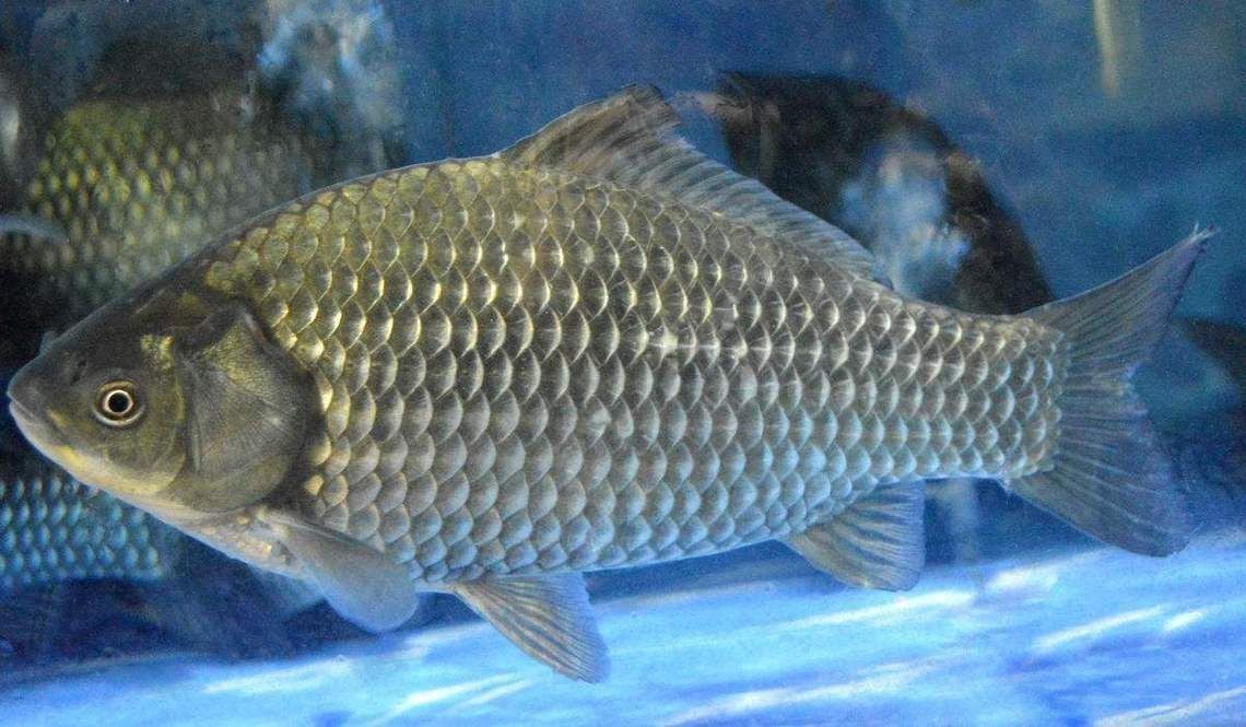 鯉鯽和鯽魚區別圖片【鯉鯽（工程鯽/湘云鯽）與普通鯽魚的區別】 鯉鯽和鯽魚區別圖片【鯉鯽（工程鯽/湘云鯽）與普通鯽魚的區別】 龍魚百科 第23張