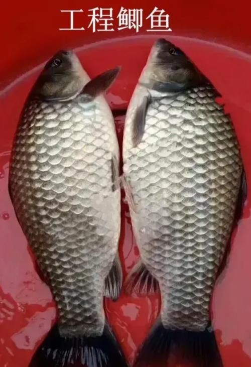 鯉鯽和鯽魚區別圖片【鯉鯽（工程鯽/湘云鯽）與普通鯽魚的區別】 鯉鯽和鯽魚區別圖片【鯉鯽（工程鯽/湘云鯽）與普通鯽魚的區別】 龍魚百科 第21張