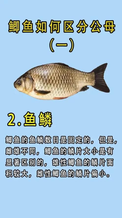 鯉鯽和鯽魚區別圖片【鯉鯽（工程鯽/湘云鯽）與普通鯽魚的區別】 鯉鯽和鯽魚區別圖片【鯉鯽（工程鯽/湘云鯽）與普通鯽魚的區別】 龍魚百科 第27張