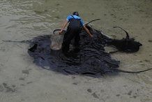 魔鬼魚的尾巴有沒有毒【男子養魔鬼魚被魚尾刺一下險喪命】