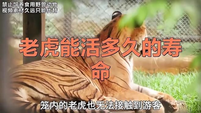 老虎能活多少年【老虎的壽命到底有多長？】 老虎能活多少年【老虎的壽命到底有多長？】 龍魚百科 第1張