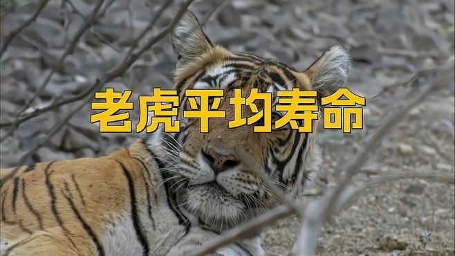 老虎能活多少年【老虎的壽命到底有多長？】 老虎能活多少年【老虎的壽命到底有多長？】 龍魚百科 第3張