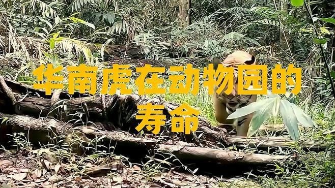老虎能活多少年【老虎的壽命到底有多長？】 老虎能活多少年【老虎的壽命到底有多長？】 龍魚百科 第5張