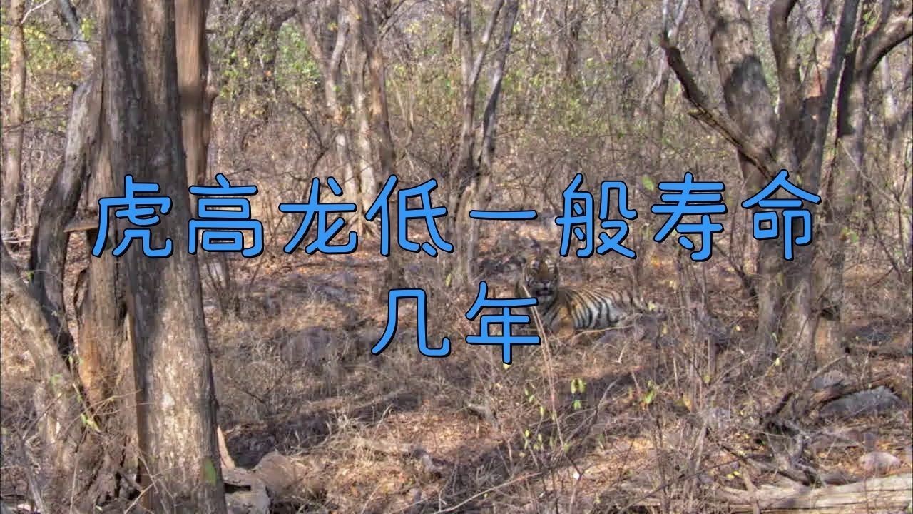 老虎能活多少年【老虎的壽命到底有多長？】 老虎能活多少年【老虎的壽命到底有多長？】 龍魚百科 第6張