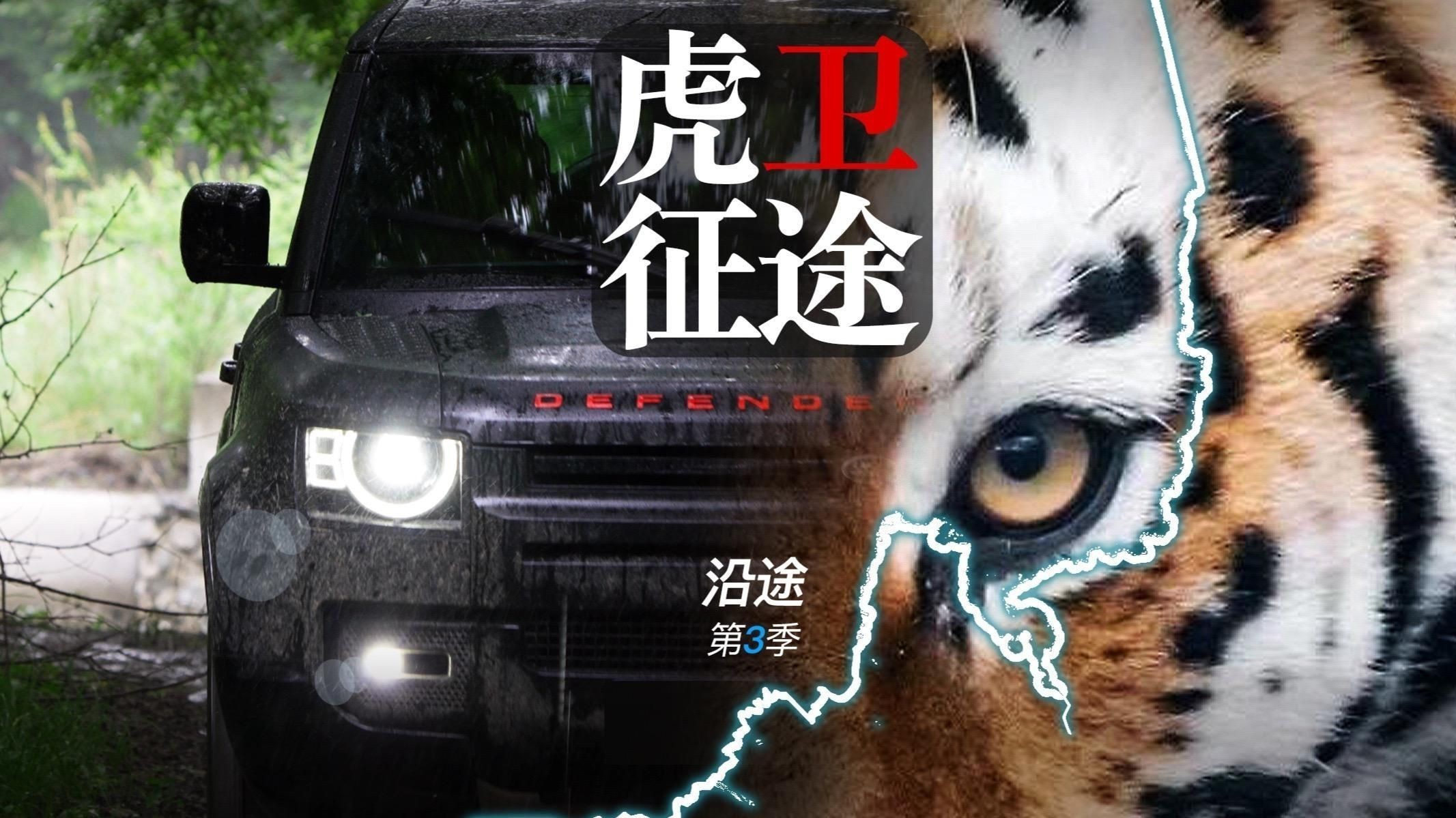 老虎能活多少年【老虎的壽命到底有多長？】 老虎能活多少年【老虎的壽命到底有多長？】 龍魚百科 第7張