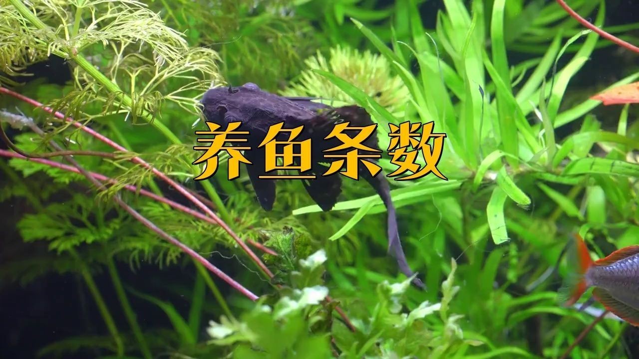 號半和紅龍用戶評價【《號半和紅龍用戶評價：各有特色與亮點》】