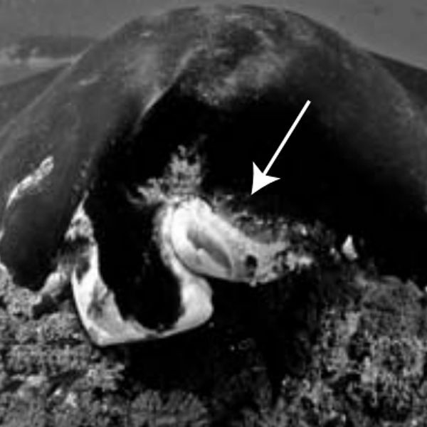 魟魚品種介紹【《魟魚品種介紹》】 魟魚品種介紹【《魟魚品種介紹》】 龍魚論壇 第9張