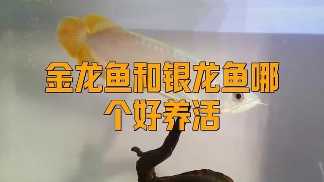 金龍魚和銀龍魚哪個(gè)更適合新手【金龍魚和銀龍魚哪個(gè)好養(yǎng)】