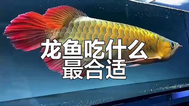 龍魚最愛吃的三種食物【龍魚七大必吃食物營(yíng)養(yǎng)搭配全解析龍魚七大必吃食物】