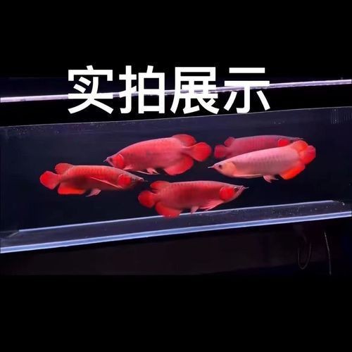 辣椒紅龍魚幼苗圖片大全【辣椒紅龍幼苗圖片大全】 辣椒紅龍魚幼苗圖片大全【辣椒紅龍幼苗圖片大全】 龍魚百科 第6張