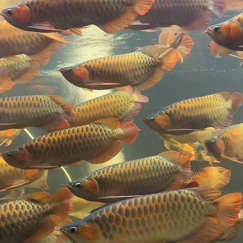 辣椒紅龍魚幼苗圖片大全【辣椒紅龍幼苗圖片大全】 辣椒紅龍魚幼苗圖片大全【辣椒紅龍幼苗圖片大全】 龍魚百科 第7張