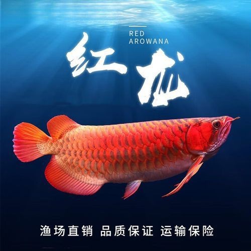 辣椒紅龍魚幼苗圖片大全【辣椒紅龍幼苗圖片大全】 辣椒紅龍魚幼苗圖片大全【辣椒紅龍幼苗圖片大全】 龍魚百科 第21張