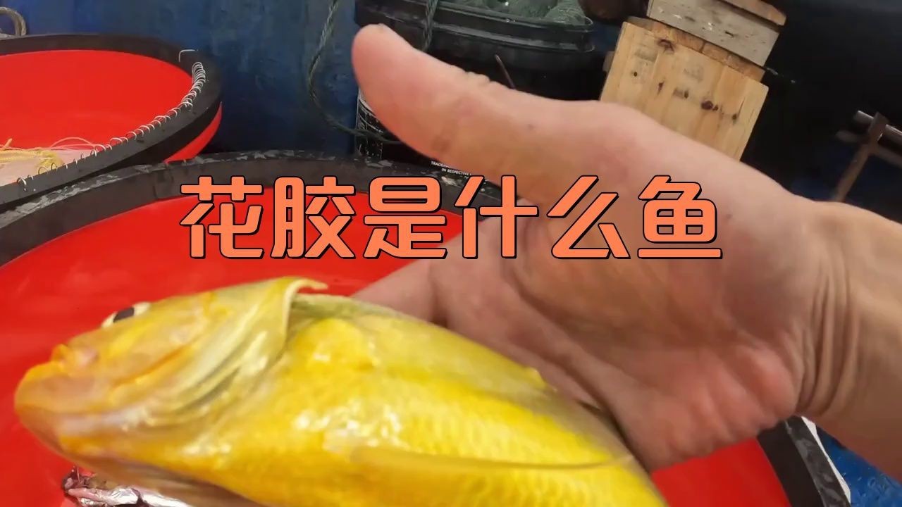 花膠是什么魚的魚肚【你知道花膠背后的魚種嗎】