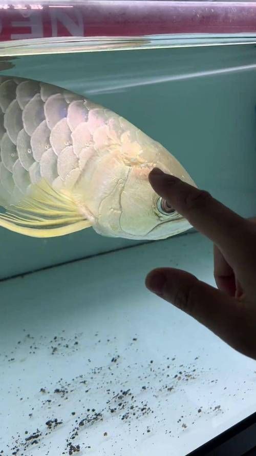 龍魚魚鱗爛圖片【寵大仙兒，龍魚立鱗，龍魚鱗片常見的幾種疾病】 龍魚魚鱗爛圖片【寵大仙兒，龍魚立鱗，龍魚鱗片常見的幾種疾病】 龍魚百科 第5張
