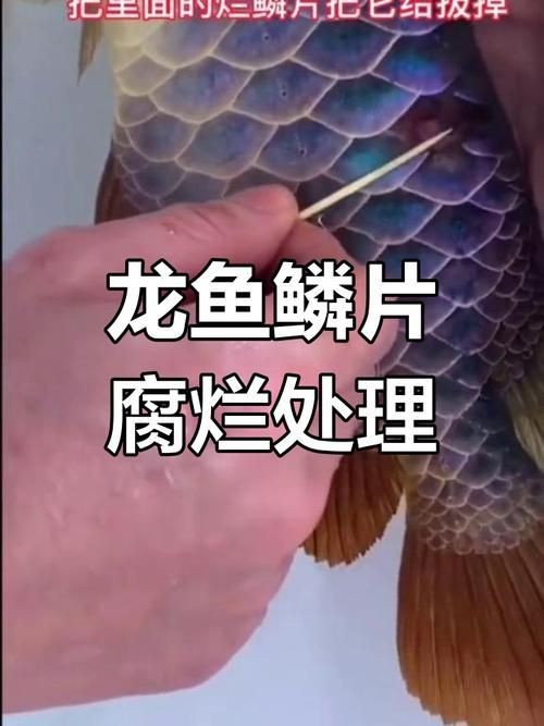 龍魚魚鱗爛圖片【寵大仙兒，龍魚立鱗，龍魚鱗片常見的幾種疾病】 龍魚魚鱗爛圖片【寵大仙兒，龍魚立鱗，龍魚鱗片常見的幾種疾病】 龍魚百科 第7張