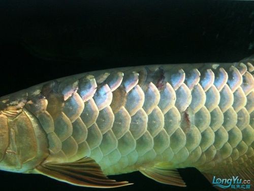 龍魚魚鱗爛圖片【寵大仙兒，龍魚立鱗，龍魚鱗片常見的幾種疾病】 龍魚魚鱗爛圖片【寵大仙兒，龍魚立鱗，龍魚鱗片常見的幾種疾病】 龍魚百科 第15張