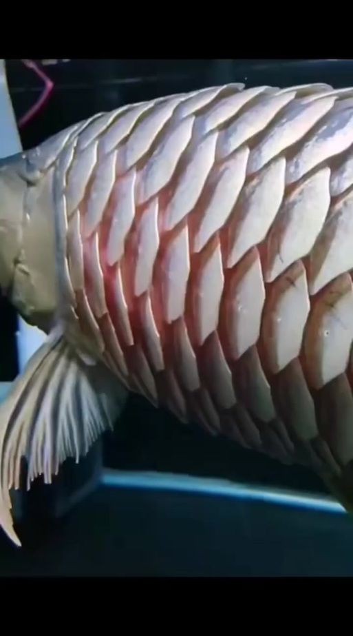 龍魚魚鱗爛圖片【寵大仙兒，龍魚立鱗，龍魚鱗片常見的幾種疾病】 龍魚魚鱗爛圖片【寵大仙兒，龍魚立鱗，龍魚鱗片常見的幾種疾病】 龍魚百科 第12張