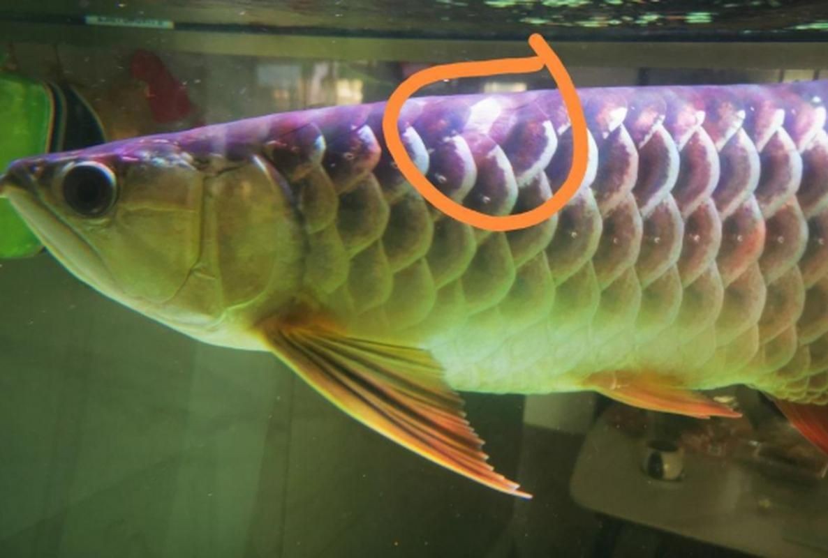 龍魚魚鱗爛圖片【寵大仙兒，龍魚立鱗，龍魚鱗片常見的幾種疾病】 龍魚魚鱗爛圖片【寵大仙兒，龍魚立鱗，龍魚鱗片常見的幾種疾病】 龍魚百科 第22張