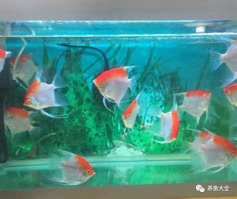 龍魚跳缸后多久會死【龍魚跳缸后多久會死？】 龍魚跳缸后多久會死【龍魚跳缸后多久會死？】 龍魚論壇 第7張