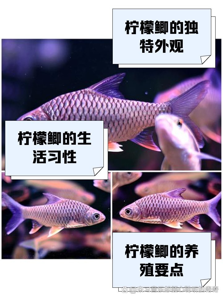 檸檬鯽最忌三種魚【檸檬鯽混養(yǎng)三大禁忌】 檸檬鯽最忌三種魚【檸檬鯽混養(yǎng)三大禁忌】 龍魚論壇 第1張