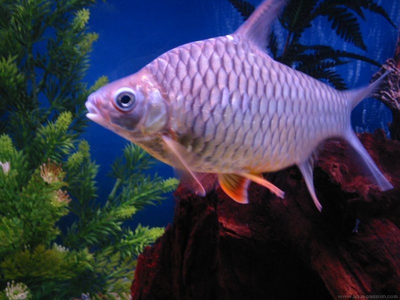 檸檬鯽最忌三種魚【檸檬鯽混養(yǎng)三大禁忌】 檸檬鯽最忌三種魚【檸檬鯽混養(yǎng)三大禁忌】 龍魚論壇 第3張