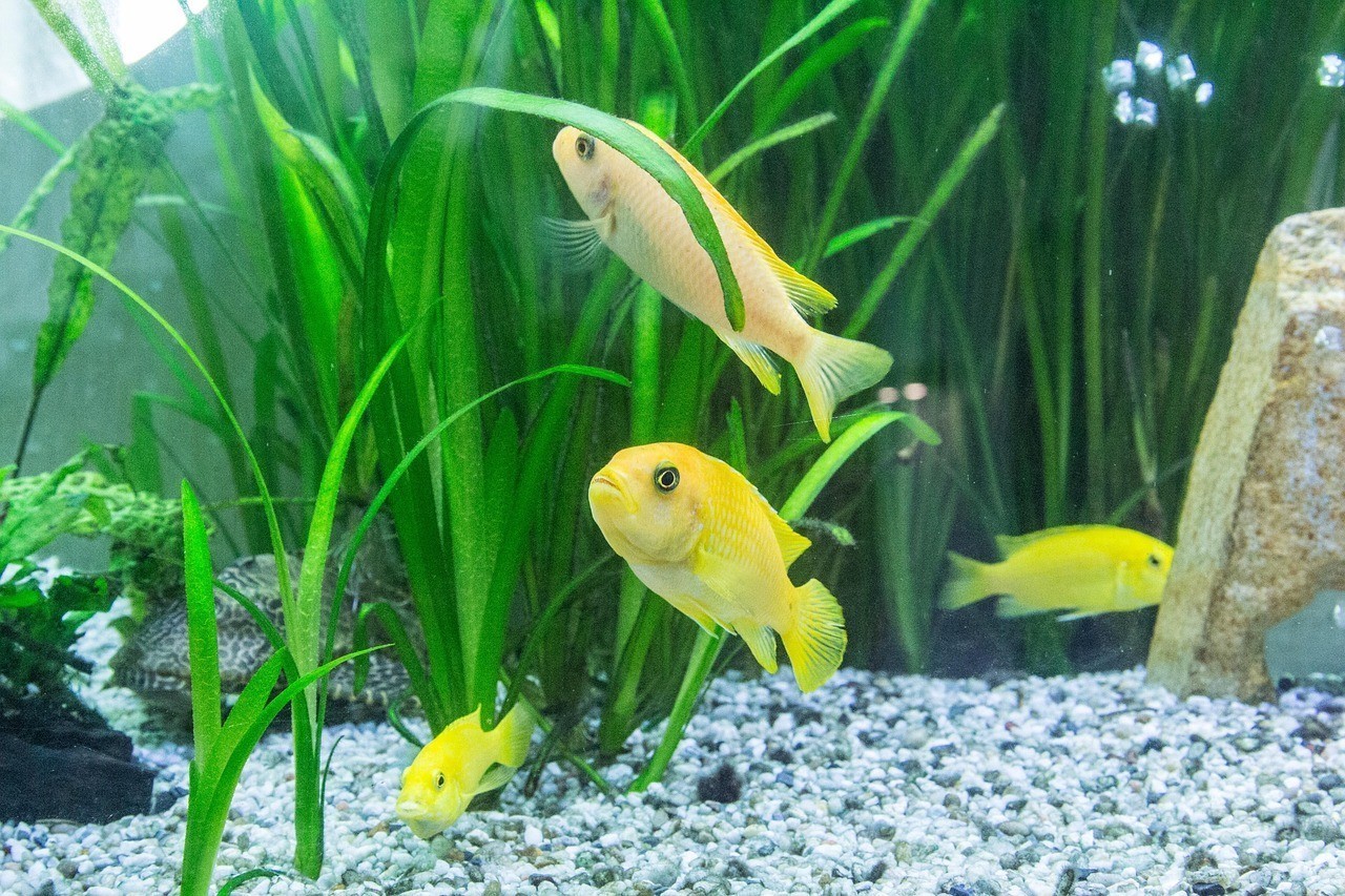 金底過背金龍魚【金底過背金龍魚價格差異大是由多種因素造成的】 金底過背金龍魚【金底過背金龍魚價格差異大是由多種因素造成的】 水族問答 第1張