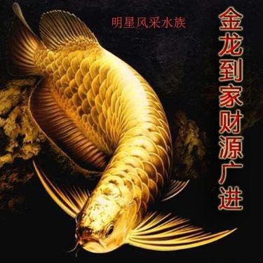 哪里可以買到高品質的金頭過背金龍魚？【金頭過背金龍魚怎么樣？】 哪里可以買到高品質的金頭過背金龍魚？【金頭過背金龍魚怎么樣？】 龍魚百科 第1張