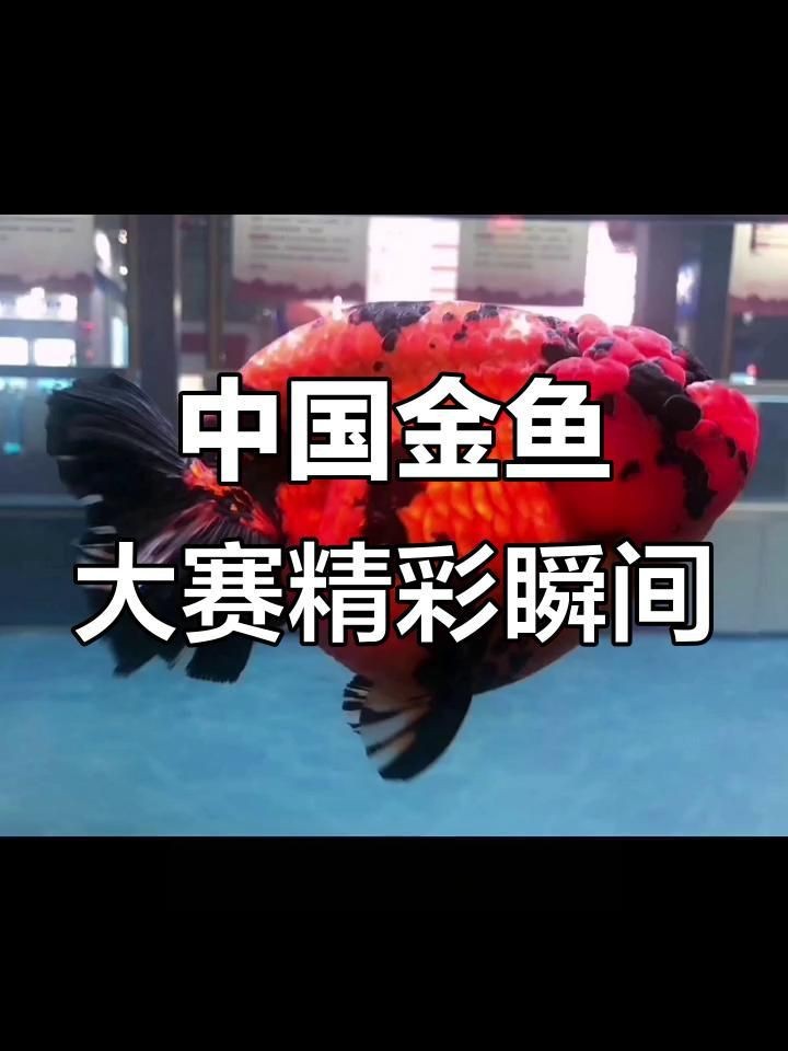 賽級金魚標(biāo)準(zhǔn)【賽級金魚標(biāo)準(zhǔn)是衡量金魚品質(zhì)與觀賞價值的重要依據(jù)】 賽級金魚標(biāo)準(zhǔn)【賽級金魚標(biāo)準(zhǔn)是衡量金魚品質(zhì)與觀賞價值的重要依據(jù)】 龍魚百科 第4張