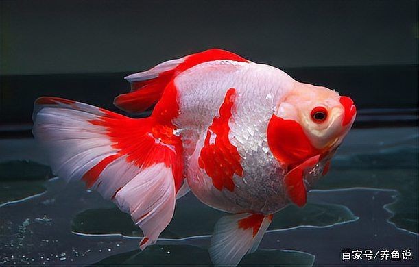 賽級金魚標準【賽級金魚標準是衡量金魚品質與觀賞價值的重要依據】