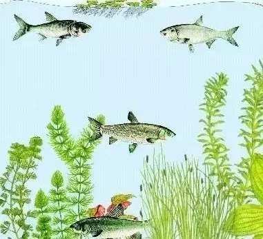七彩魚混養(yǎng)最佳搭配表【七彩神仙魚混養(yǎng)搭配全攻略】