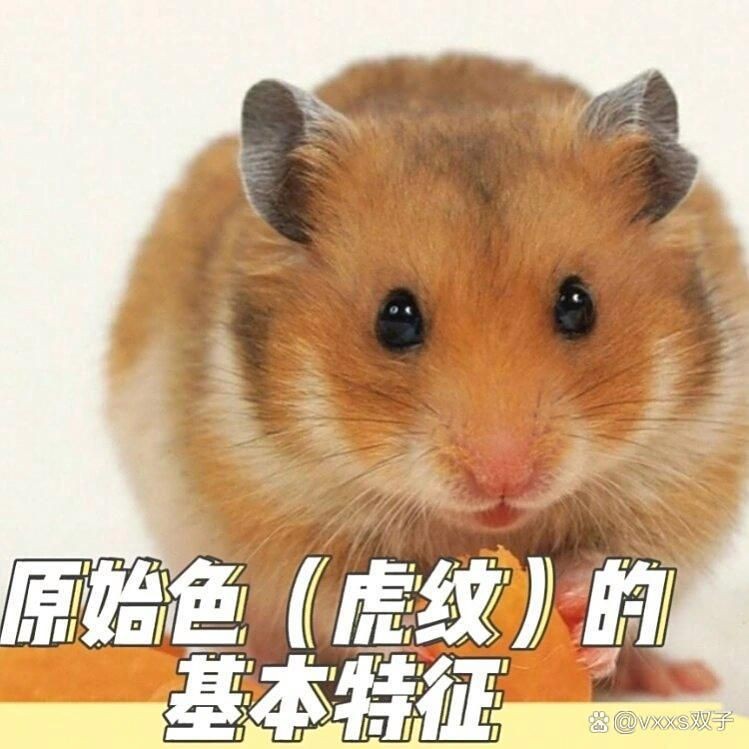 虎紋最簡單三個顏色【虎紋三色美學】