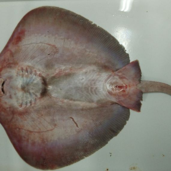 魟魚(yú)牙齒【中國(guó)科技大學(xué)[需手動(dòng)填充]魚(yú)牙齒研究】