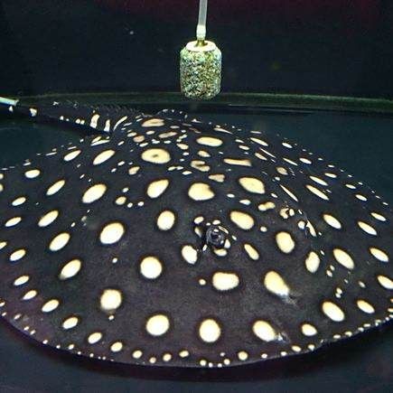 魟魚(yú)牙齒【中國(guó)科技大學(xué)[需手動(dòng)填充]魚(yú)牙齒研究】