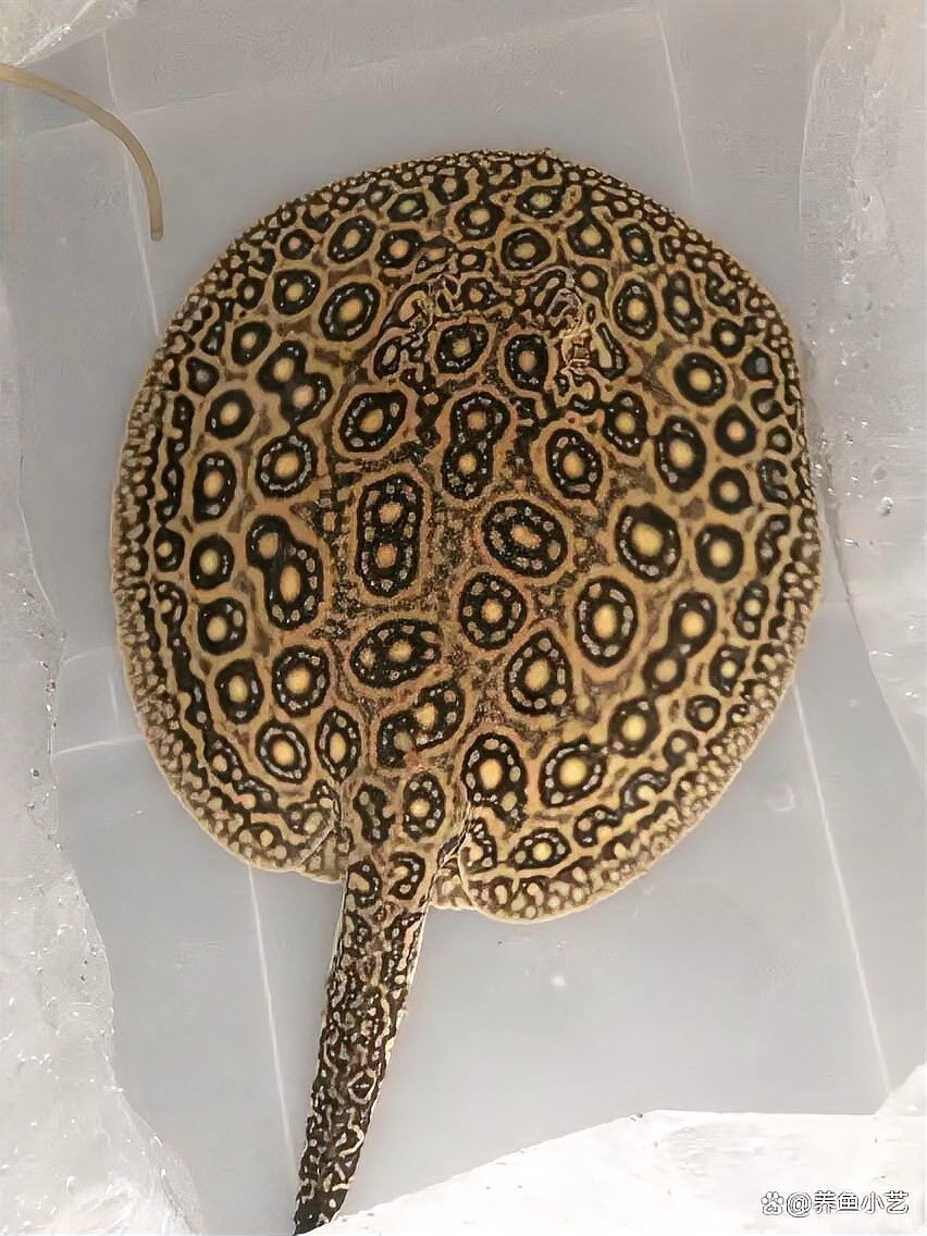 魟魚(yú)牙齒【中國(guó)科技大學(xué)[需手動(dòng)填充]魚(yú)牙齒研究】