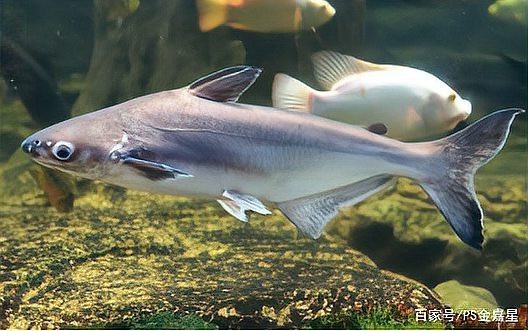 淡水鯊魚有哪些【淡水鯊魚有幾種】